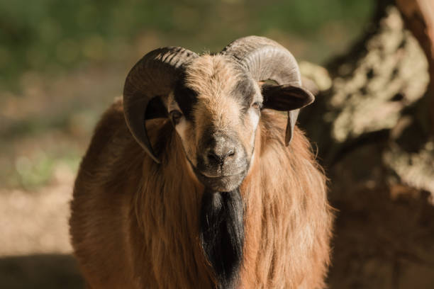 istock A goat looks into the camera 864352416