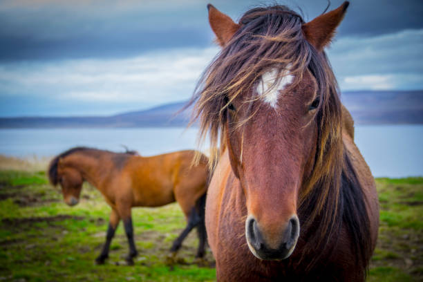 istock Icelandic Horse 864352720