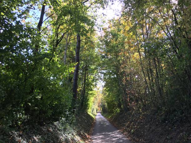 istock Forest Street in Golden October 864355040
