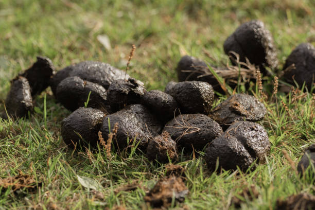 istock A heap of donkey dung on the meadow 864357254