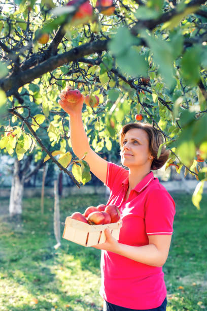 istock A woman picking apples from a tree 864358022
