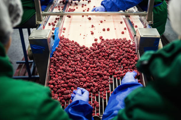 istock People at work.Unrecognizable workers hands in protective blue gloves make selection of frozen berries.Factory for freezing and packing of fruits and vegetables.Low light and visible noise. 864362462