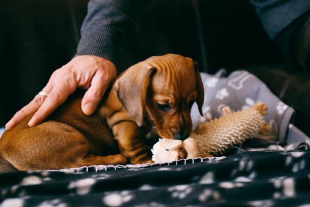 cachorro perro salchicha marrón jugando con un peluche, mascotas del dueño le - pet toy dachshund dog toy fotografías e imágenes de stock