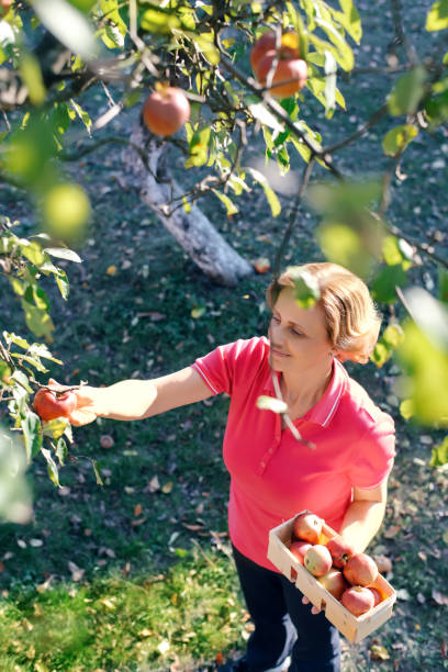 istock A woman picking apples from a tree 864365930