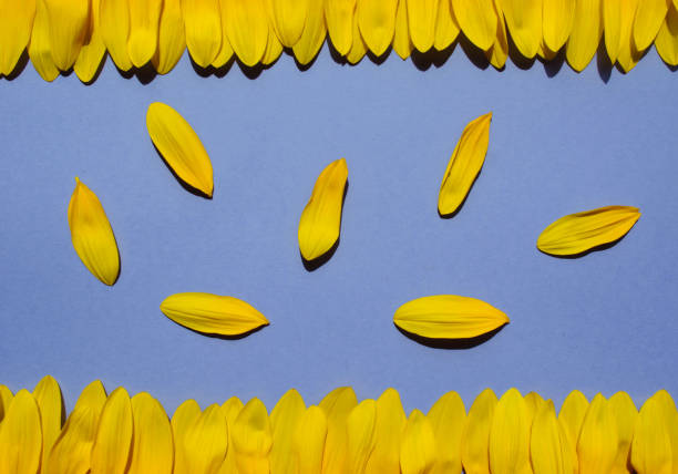 Photo of Sunflower petals on lilac background.