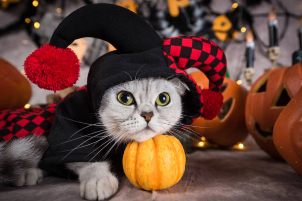 Cat at Halloween background A cat in clown clothing at the background of halloween pet clothing stock pictures, royalty-free photos & images