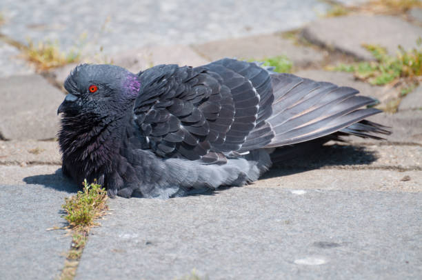istock dove resting on the asphalt, in a park 864372012