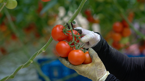 The workers are collecting tomatoes