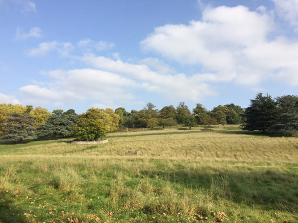 Richmond Park, England Richmond Park, England richmond park stock pictures, royalty-free photos & images