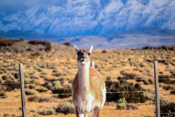 istock Patagonia - Argentina and Chile 864378494