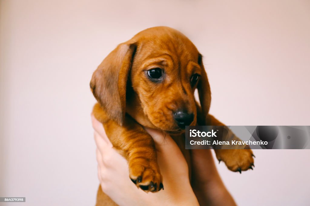 Dachshund puppy in the hands of its female owner. 8 weeks old smooth hair brown dachshund puppy isolated in the hands of its female owner. Puppy Stock Photo