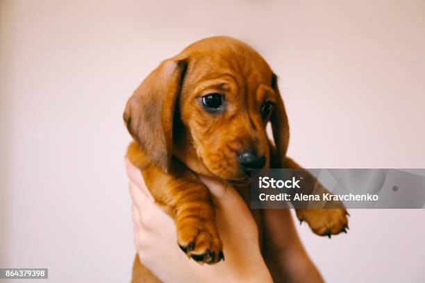Dachshund Puppy In The Hands Of Its Female Owner Stock Photo - Download Image Now - Puppy, Dachshund, Dog