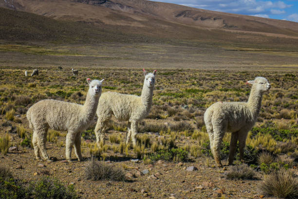 istock Hiking the Colca Canyon in Peru 864384556