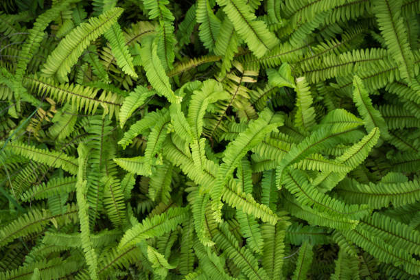 istock Abstract grass floor , used for background website or add text in advertise 864395888