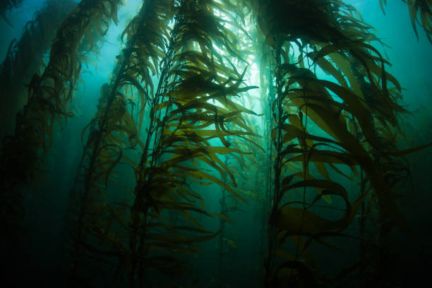 ジャイアントケルプシルエット - seaweed algae kelp underwater ストックフォトと画像