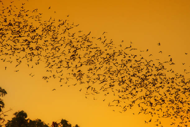 istock Swarm of Bats on sunset 864396172