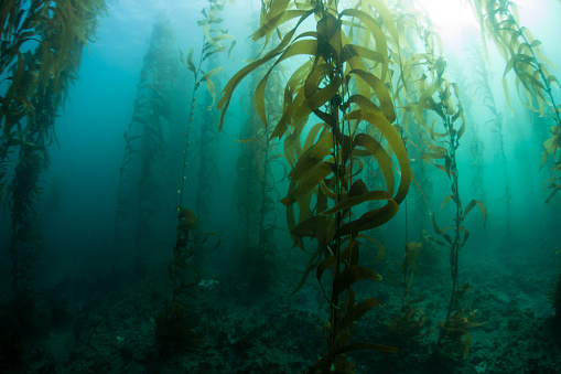 Giant kelp (Macrocystis pyrifera) grows in a thick, submerged forest near the Channel Islands in California. This area is part of a National Park and is teeming with thousands of marine species.