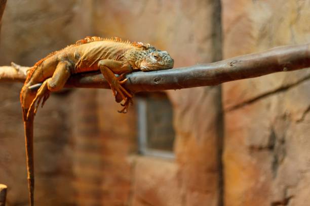 sleeping chameleon stock photo