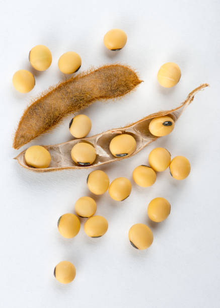 open soy plant showing the bean inside.