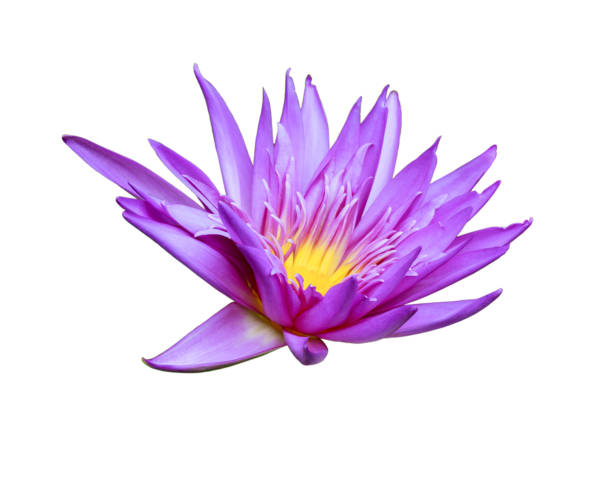 istock Purple lotus isolated 864399496