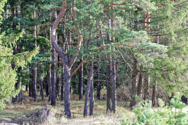 Pine and fir tree forest in sunny autumn day. Nature background