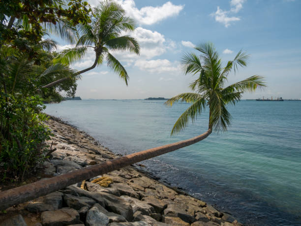istock Bent palm tree at Palawan beach, Sentosa Island in Singapore. 864400448