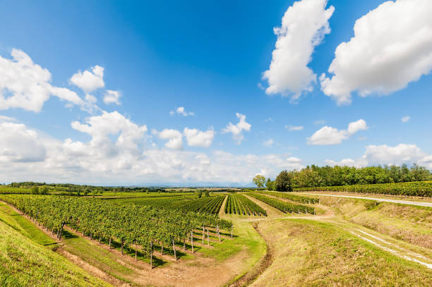 istock Landscape with vineyard and bleu sky with clouds. 864401518