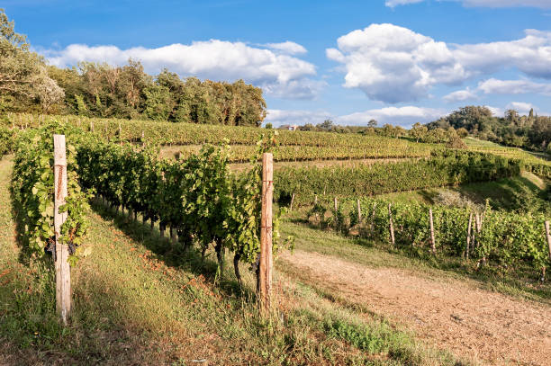 istock Landscape with vineyard and bleu sky with clouds. 864402578