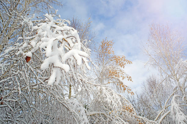 istock Birch branches covered by snow after winter blizzard. 864404824