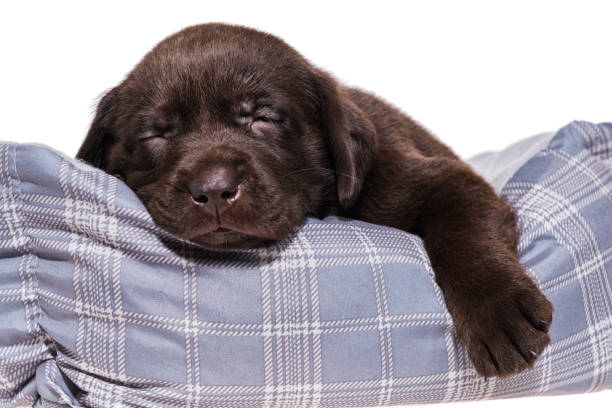 istock A Chocolate Labrador puppy sleeping in a dog bed - 5 weeks old 864406856