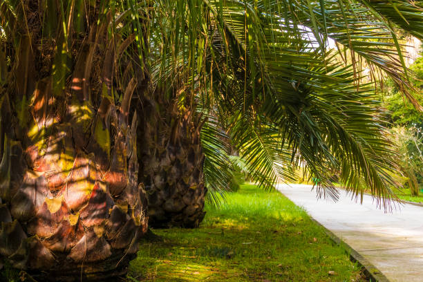 Alley with palms in Sochi Arboretum in sunny day, Russia
