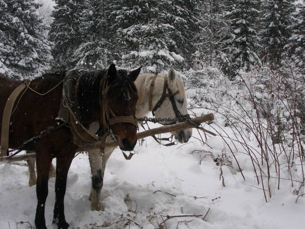 istock a pair of harnessed horses in a winter forest 864408470