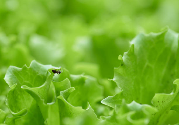 The one ant on the lettuce in the garden