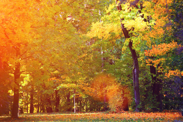 istock Autumnal natural background 864410000