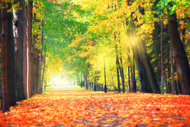 istock Autumn city nature 864410018