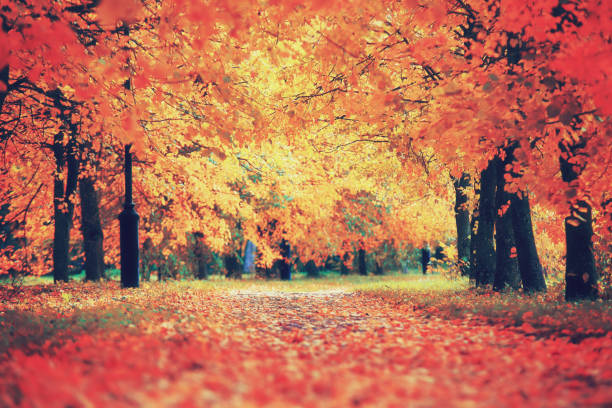 istock Autumnal colorful scene 864410022
