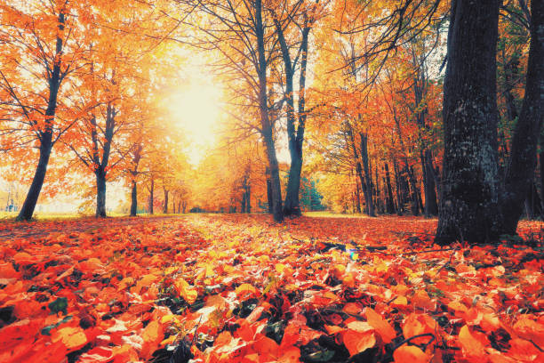 istock Autumn colorful sunrise 864410026