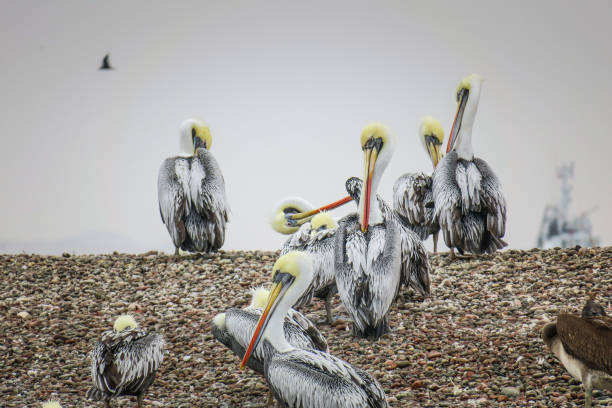 Islas Ballestas are an animal refuge near Paracas in Peru
