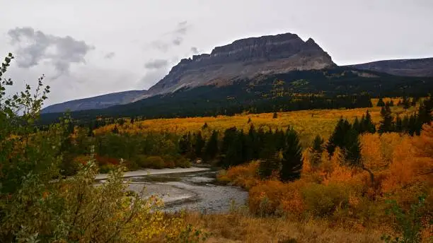 The St Mary River meanders through brilliant orange and golden Fall foliage on the Eastern side of Glacier National Park, Montana.  Singleshot Mountain looms in the background,  scraping against an overcast sky.