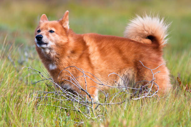 portrait of hunting dog finnish spitz outdoors hunting dog finnish spitz among the grass finnish spitz stock pictures, royalty-free photos & images