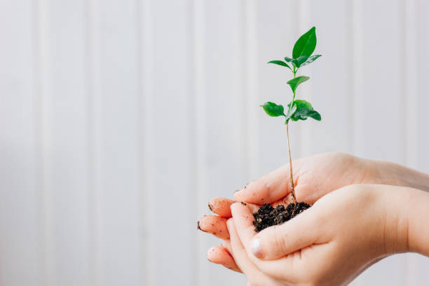 istock Hands holding small sprout of green plant 864412628
