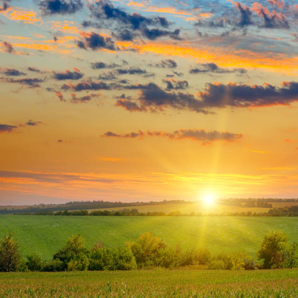 istock corn field and sun rise on blue sky 864412668