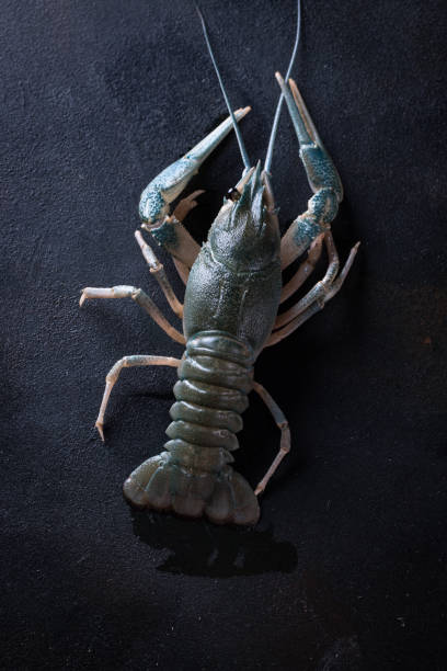 istock Fresh uncooked raw group of crayfish ready for cooking, 864414812