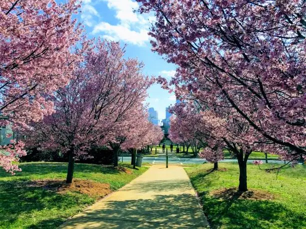 Photo of the Irwin Creek Greenway with blooming trees.