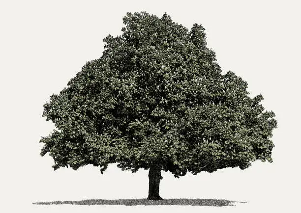 Vector illustration of Horse Chestnut Tree