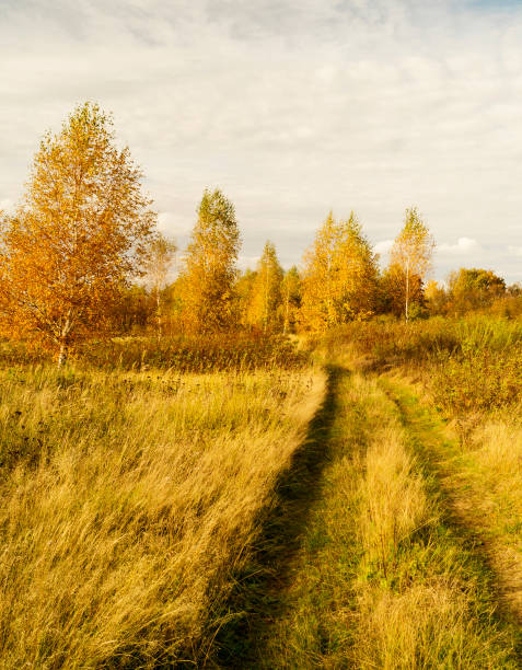 istock Road in autumn wood 864420948