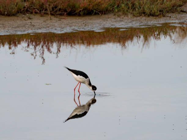 istock San Francisco Bay Area Wildlife:  Shorebirds 864421474