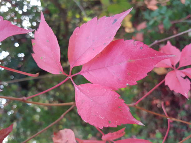 istock Red leaves in autumn 864422116