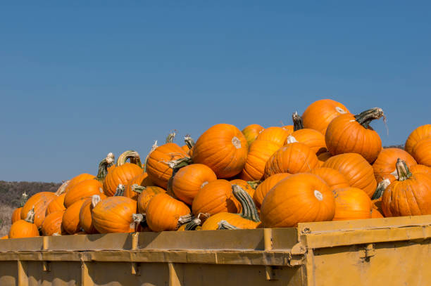 istock Freshly Harvested Pumpkins Stacked in Trailer 864423630