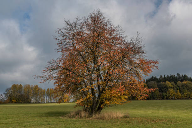 istock Fields and meadows near Roprachtice village with cherry tree 864424426